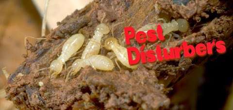 Photo: Pest Disturbers Pty Ltd